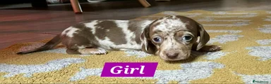 Miniature Dachshund Puppy 1