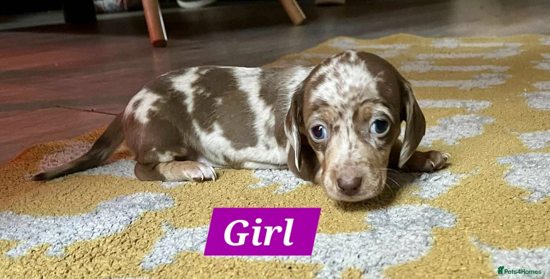 Miniature Dachshund dogs for sale: Mini Dachshund pups  - Advert 5