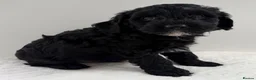 Australian Labradoodle dogs for sale: Miniature Australian Labradoodle Puppies  - Advert 8