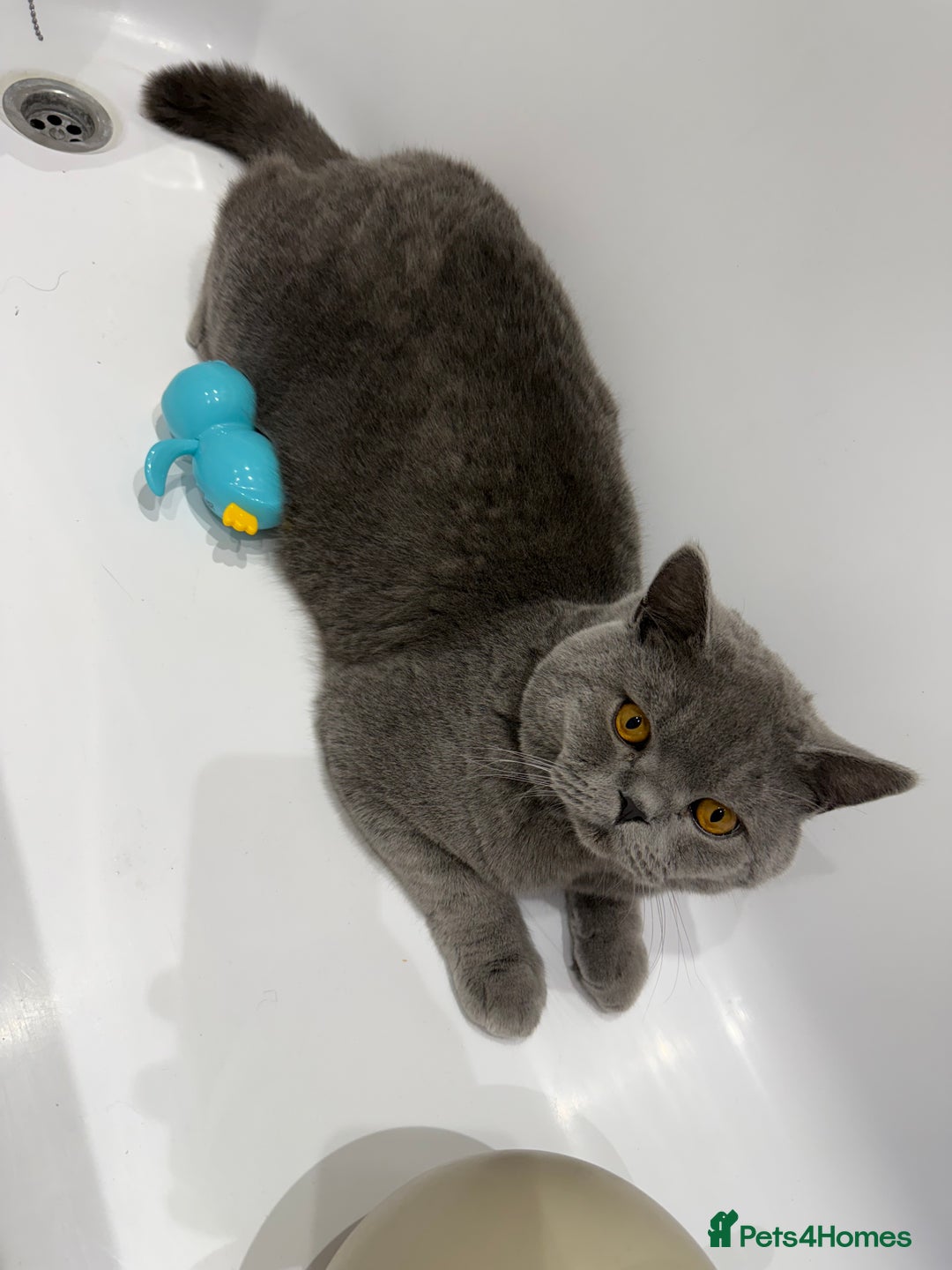 British Shorthair cats for sale: Bruce  - Advert 7