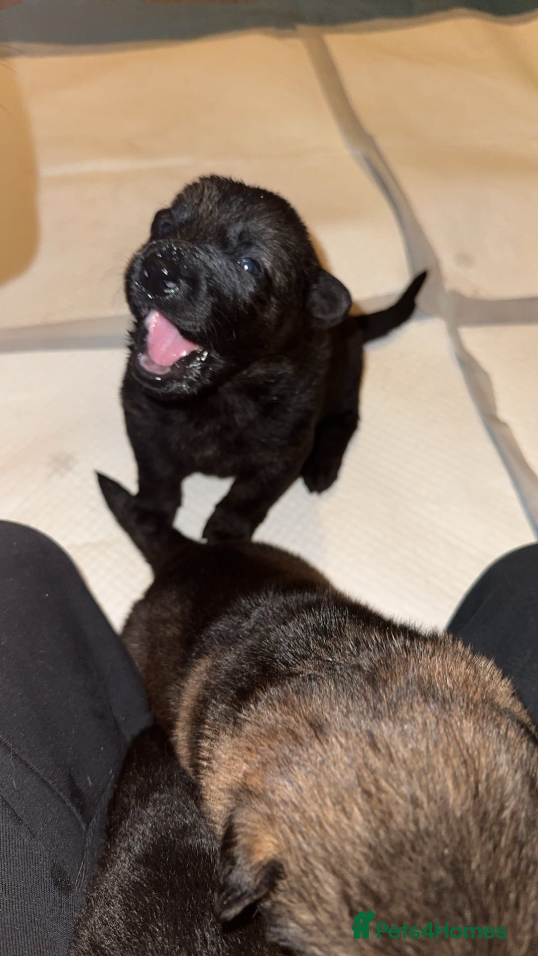German Shepherd dogs for sale: 7 stunning kc reg working German shepherd pups - Image 11