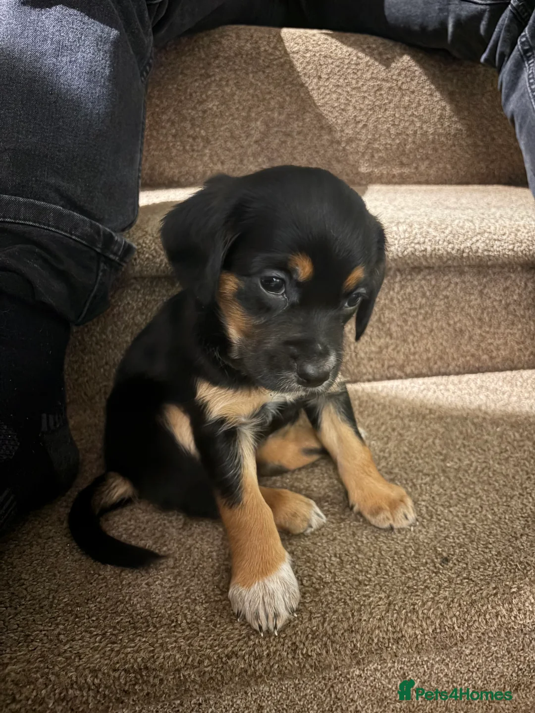 Mixed Breed dogs for sale: 2 stunning Cocker collies puppies for sale in Kirkby Stephen - Advert 2