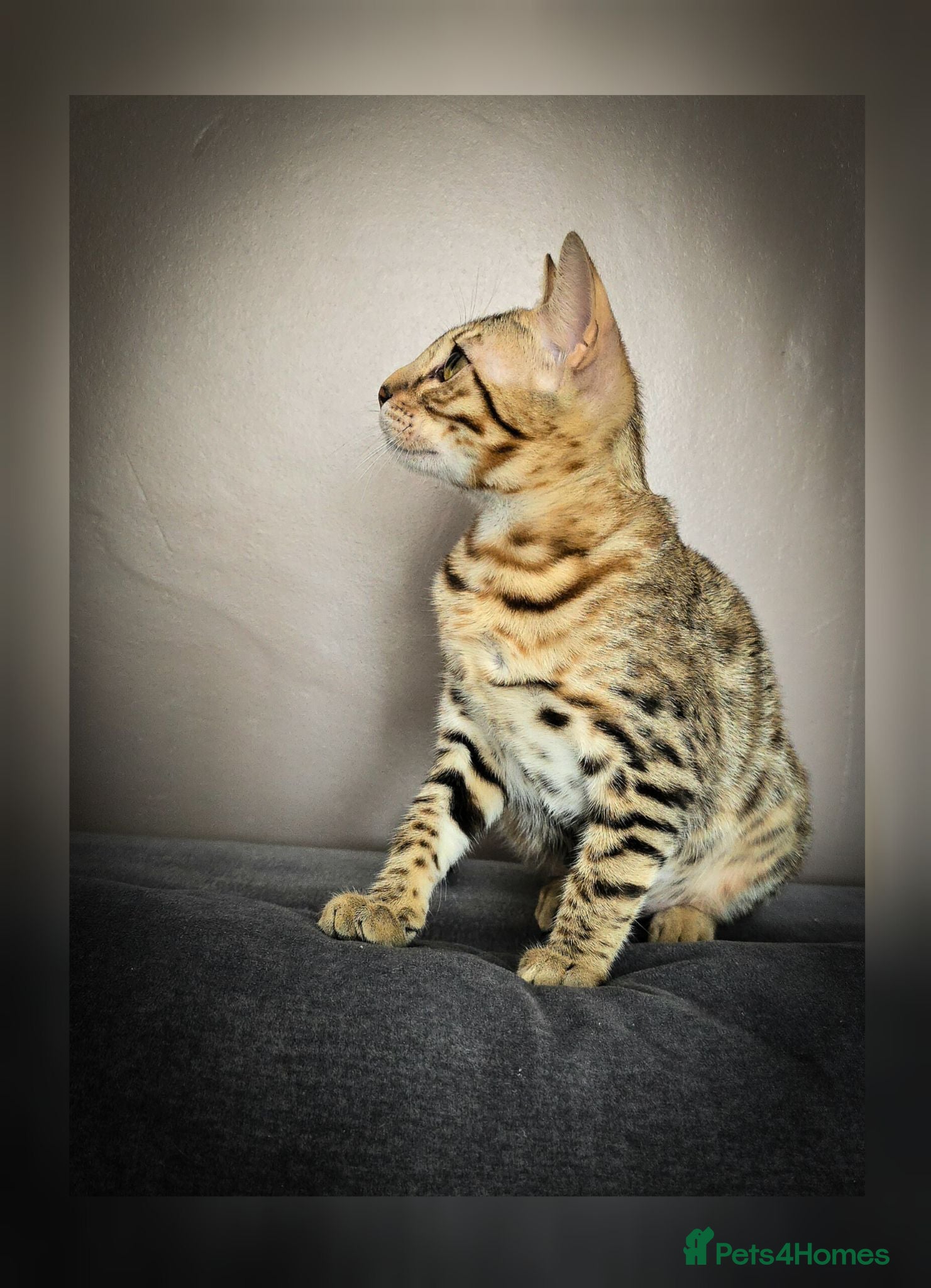 Bengal cats Ready NOW.. need go ASAP - Advert 6