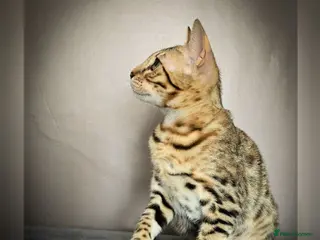 Bengal cats Ready NOW.. need go ASAP - Advert 6