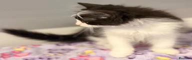 Siberian 2
