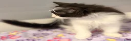 Siberian cats for sale: Full breed Siberian kittens ready now! - Advert 12
