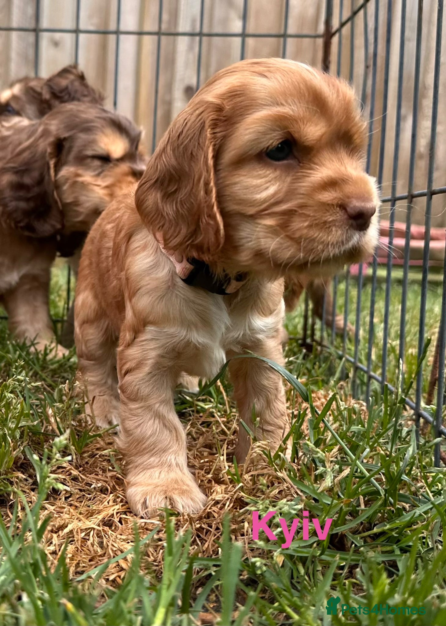 Cocker Spaniel dogs KC Show Cocker Spaniels - 1 girl available  - Advert 15