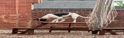 Mixed Breed dogs for sale: Two young dogs  - Advert 4