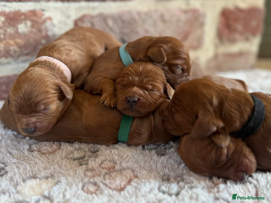 Cavapoo dogs for sale: F1 cavapoos  - Advert 6
