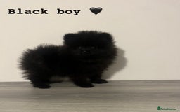 Pomeranian dogs for sale: Pomeranian puppies - Image 4