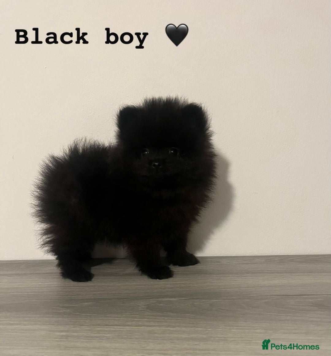 Pomeranian dogs for sale: Pomeranian puppies - Image 4