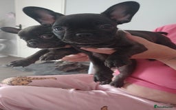 French Bulldog dogs for sale: French bulldog puppys  - Image 7