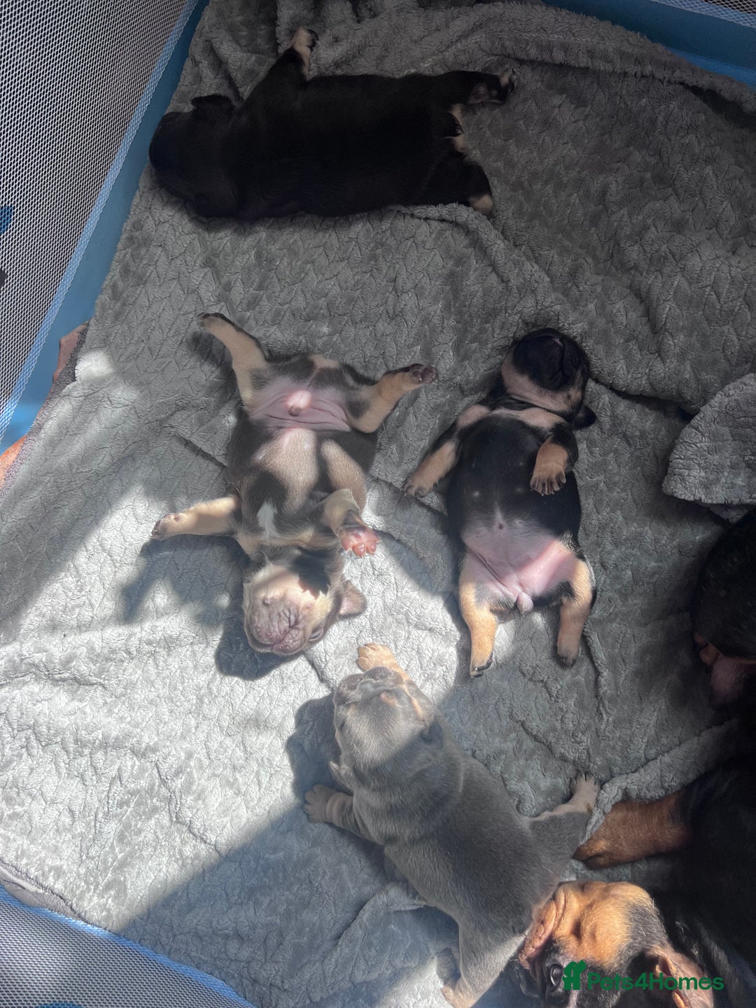 French Bulldog dogs for sale: 🐾 4 Beautiful French Bulldog Puppies 🐾 - Image 5