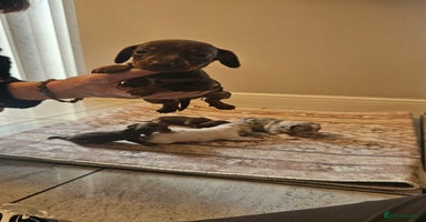 Dachshund dogs - Advert 15