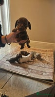 Dachshund dogs - Advert 7
