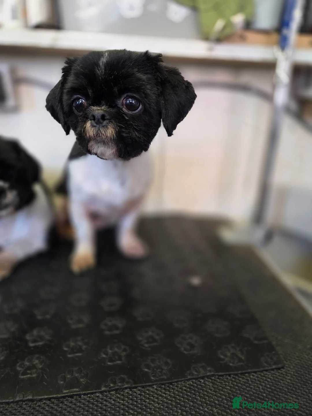 Shih Tzu dogs for sale: 2 sisters, Dolly&Daisy in Bilston - Advert 2