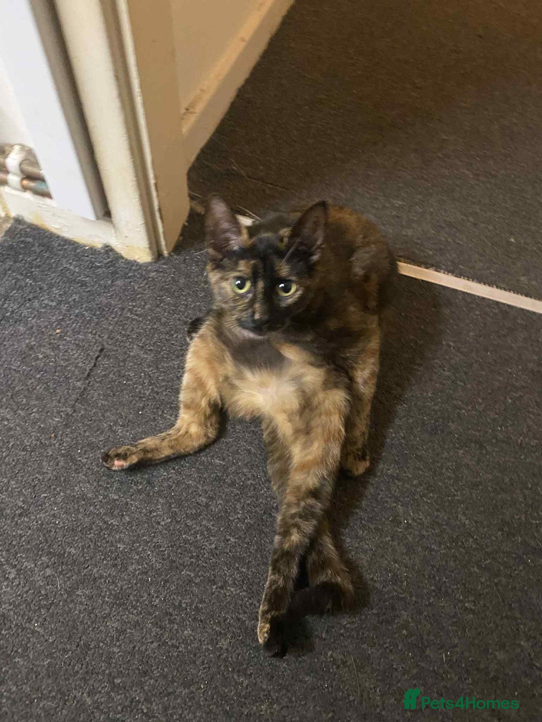 Bengal cats for sale: Three cats to go 2 twins and one bengal cross - Image 6