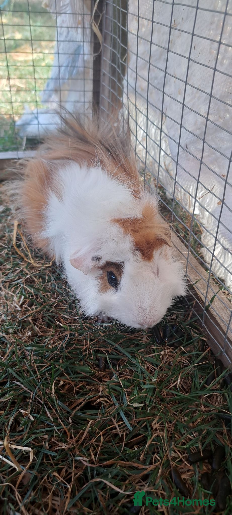 Guinea Pig rodents Adorable young boar Guinea pigs  - Advert 10