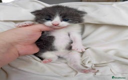 Mixed Breed cats for sale: 2 Adorable Kittens For Sale - Image 5