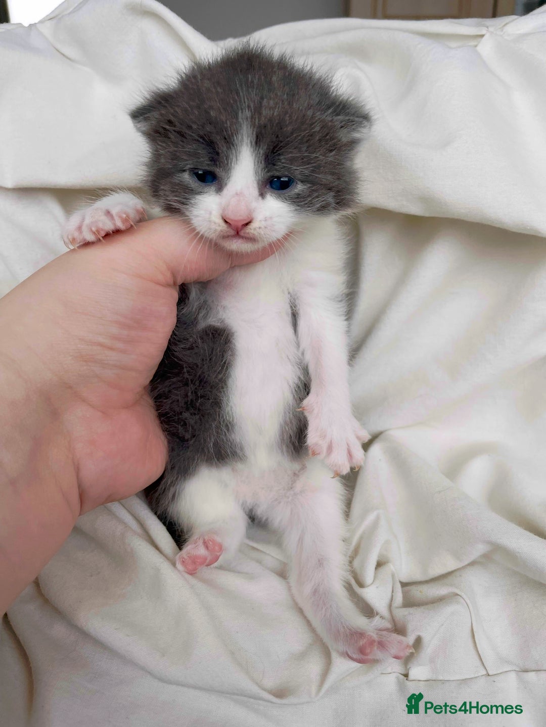 Mixed Breed cats for sale: 2 Adorable Kittens For Sale - Image 5