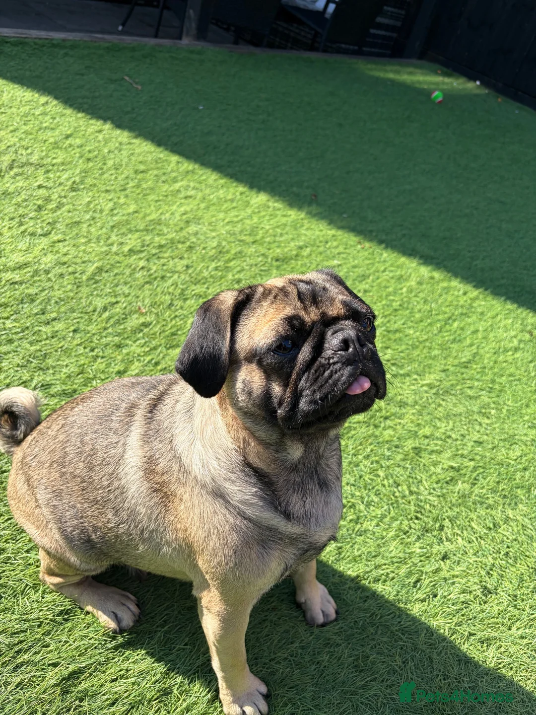 Pug dogs for sale: Nelly in Calne - Advert 2