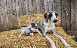 Whippet dogs for sale: Kc reg whippet litter.  male & female available - Image 18