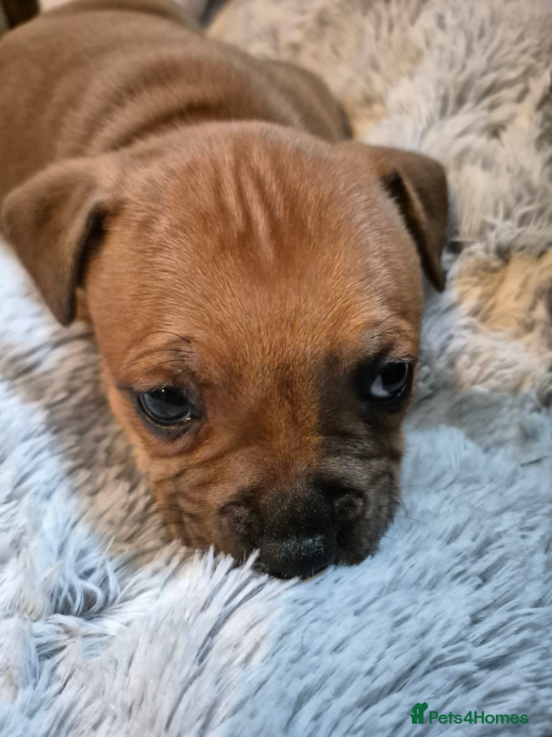 Staffordshire Bull Terrier dogs for sale: DNA HEALTH TESTED STAFFIE PUPPIES, BAER HEARING  - Advert 14