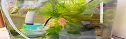Plecos fish for sale: Golden Bristlenose Pleco L144 Lemon blue/black eye - Advert 12