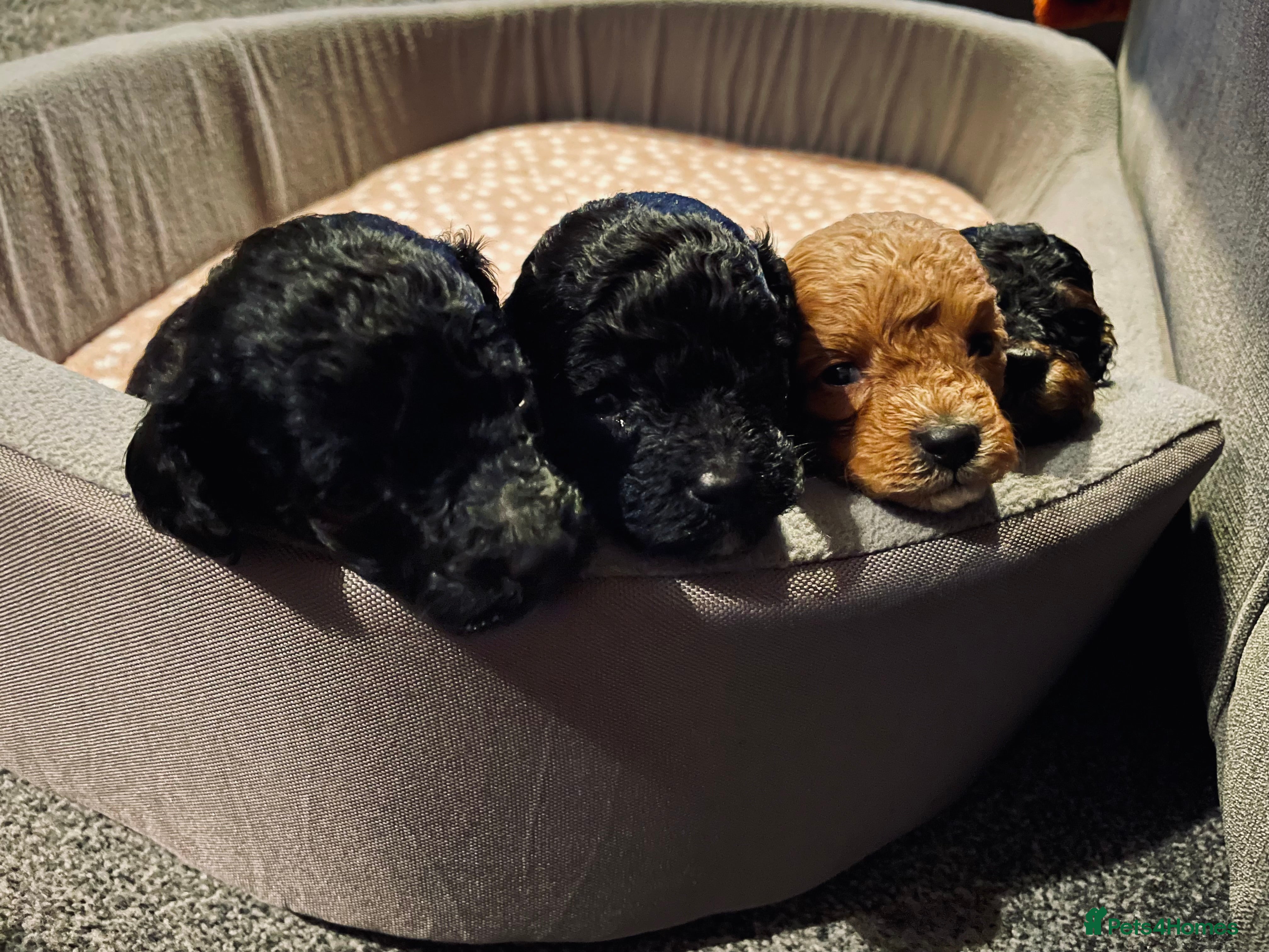 Toy Poodle dogs toy poodle puppies - Advert 7