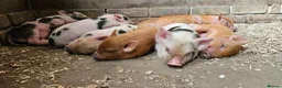 Pig livestock for sale: Adorable Mini Pigs: Spotted & Ginger, M&F in Birmingham - Advert 3