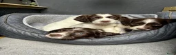 English Springer Spaniel dogs for sale: English springer spaniel puppie - Advert 1