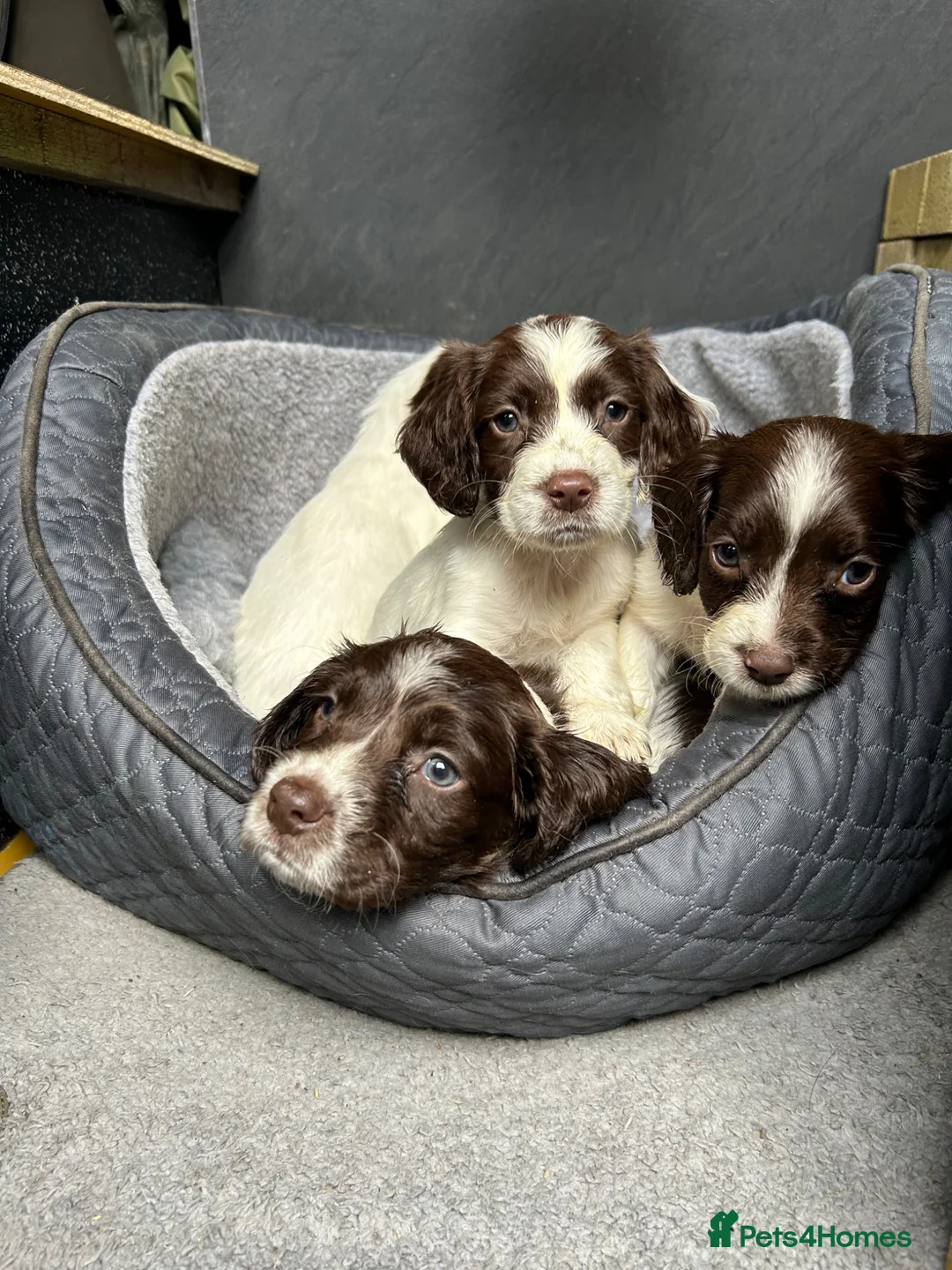 English Springer Spaniel dogs for sale: English springer spaniel puppie - Advert 1