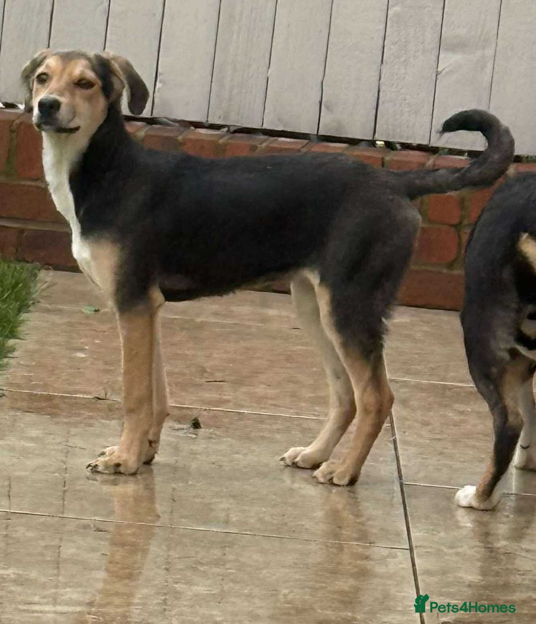 Mixed Breed dogs for adoption: 💕 Swan 💕 - Advert 4