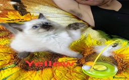 Ragdoll cats for sale: 🐈❤️5 Pure Ragdolls Waiting for Loving Family❗️❤️ - Image 6