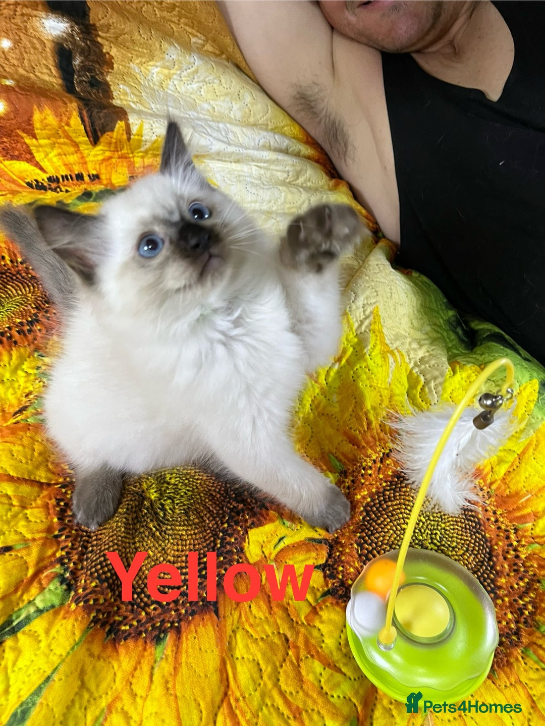 Ragdoll cats for sale: 🐈❤️5 Pure Ragdolls Waiting for Loving Family❗️❤️ - Image 6