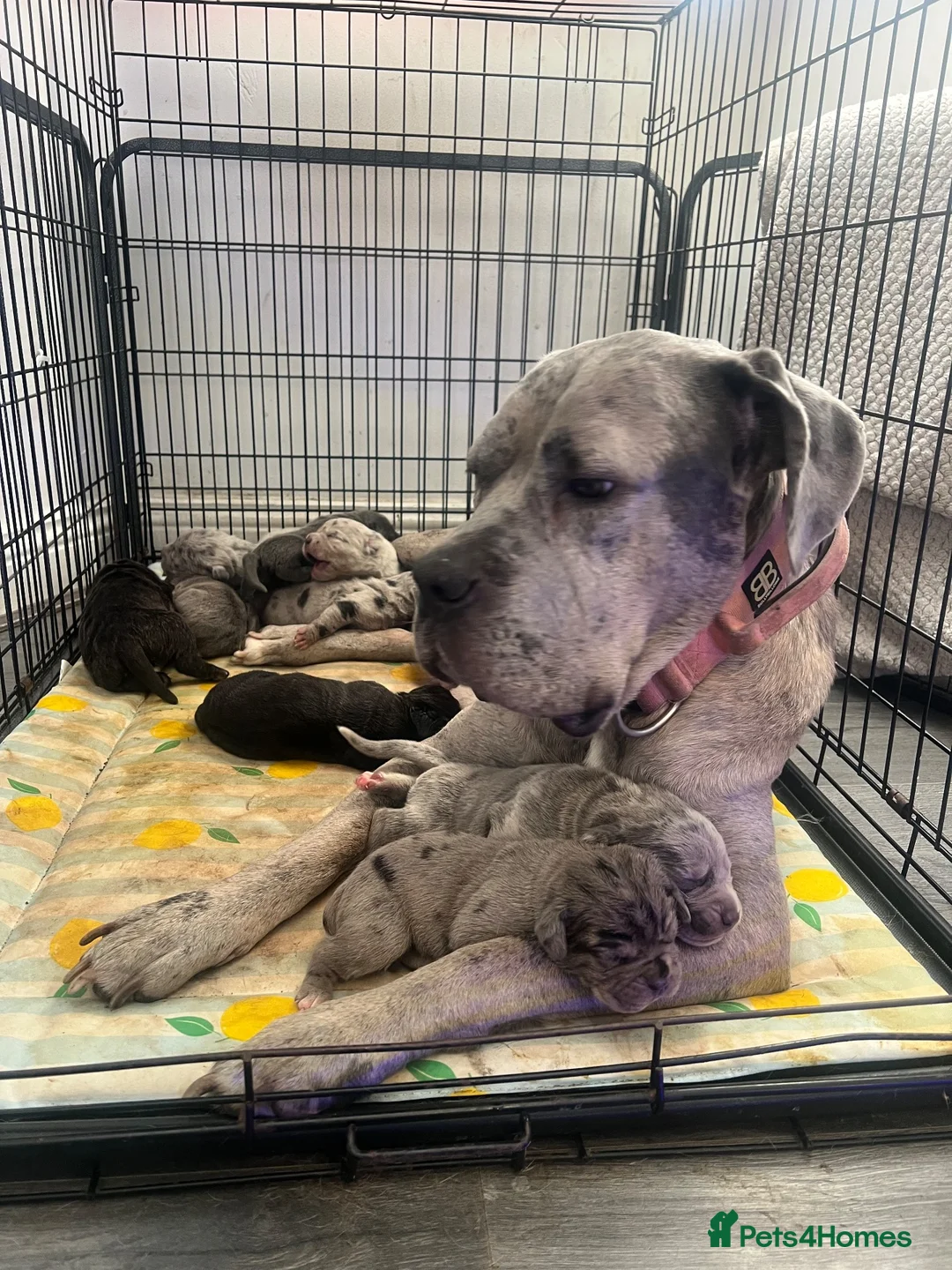 Cane Corso dogs for sale: Cane corso puppies for sale - Advert 21