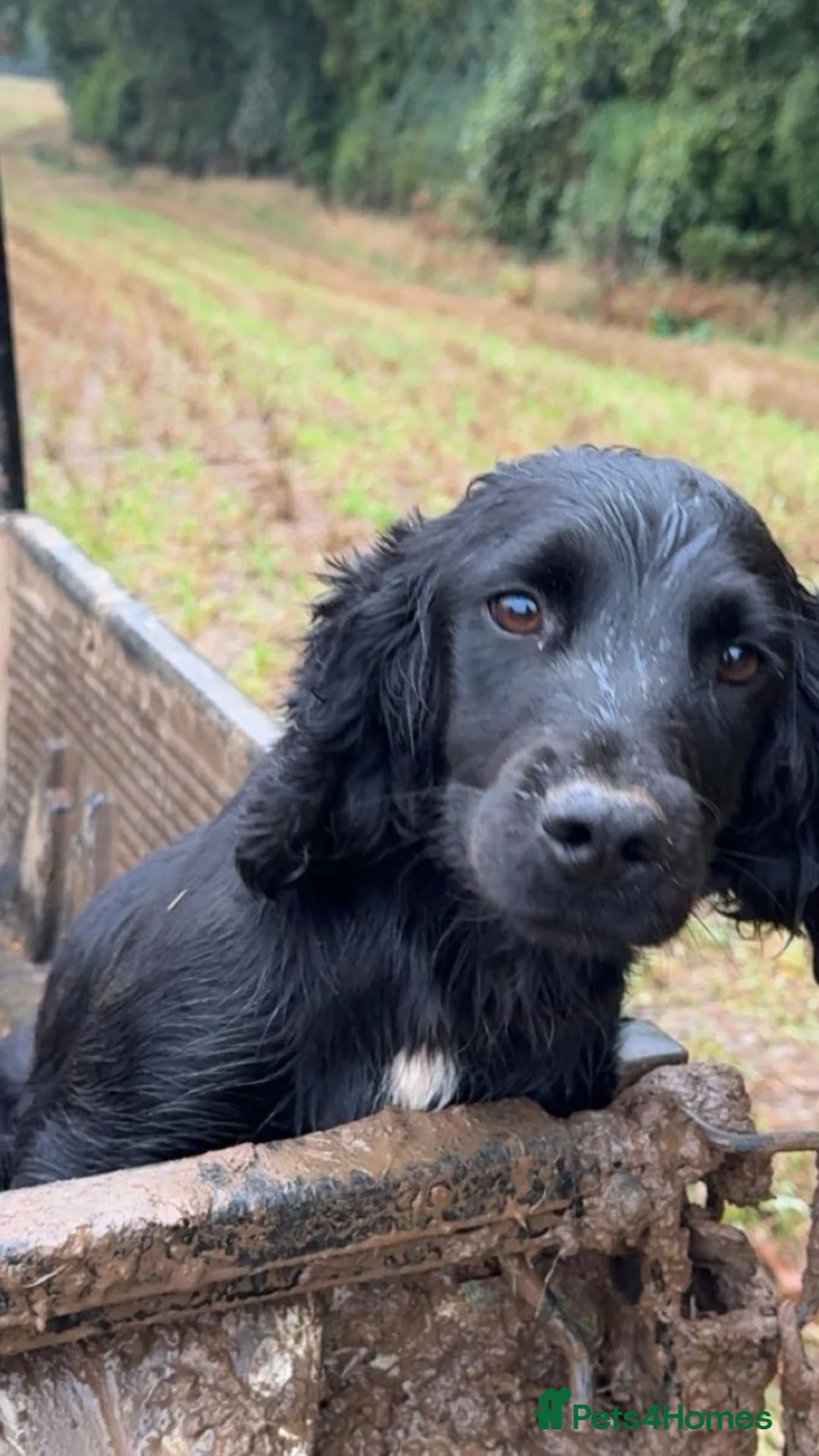Cockerdor dogs for sale: 7 lovely cockerdor puppies  in Lostwithiel - Advert 9