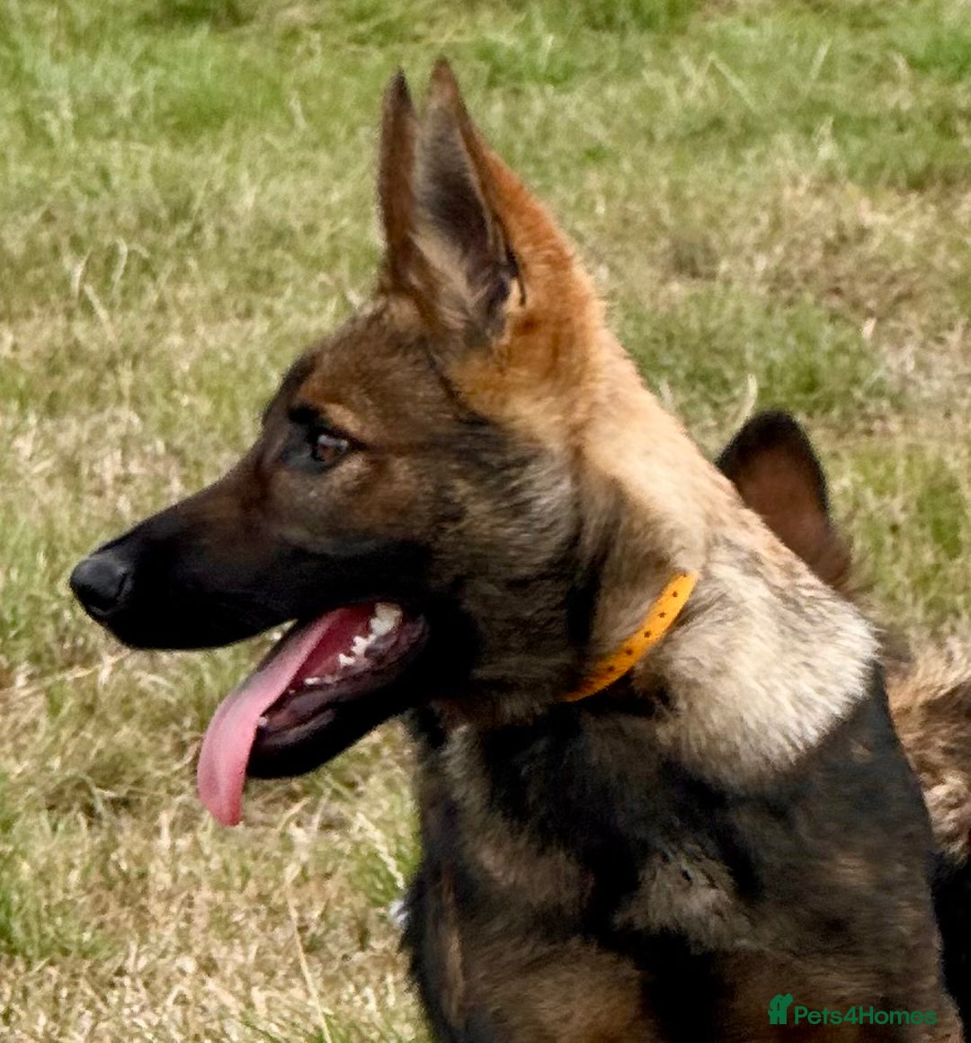 German Shepherd dogs for sale: Awesome Male Kennel Club Reg’d GSD Pup in Sturminster Newton - Image 16