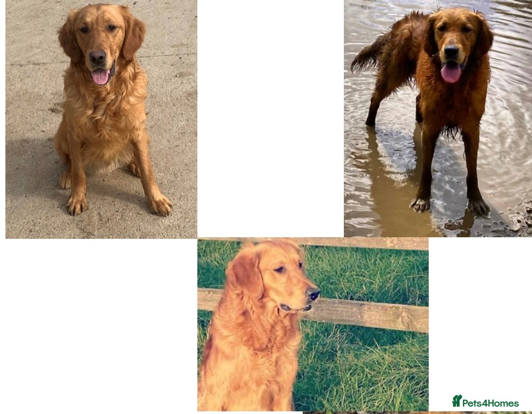 Golden Retriever dogs for sale: KC Registered Golden Retrievers  - Image 30