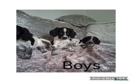 Cocker Spaniel dogs for sale: MERLE COCKER SPANIEL PUPPIES  - Image 2
