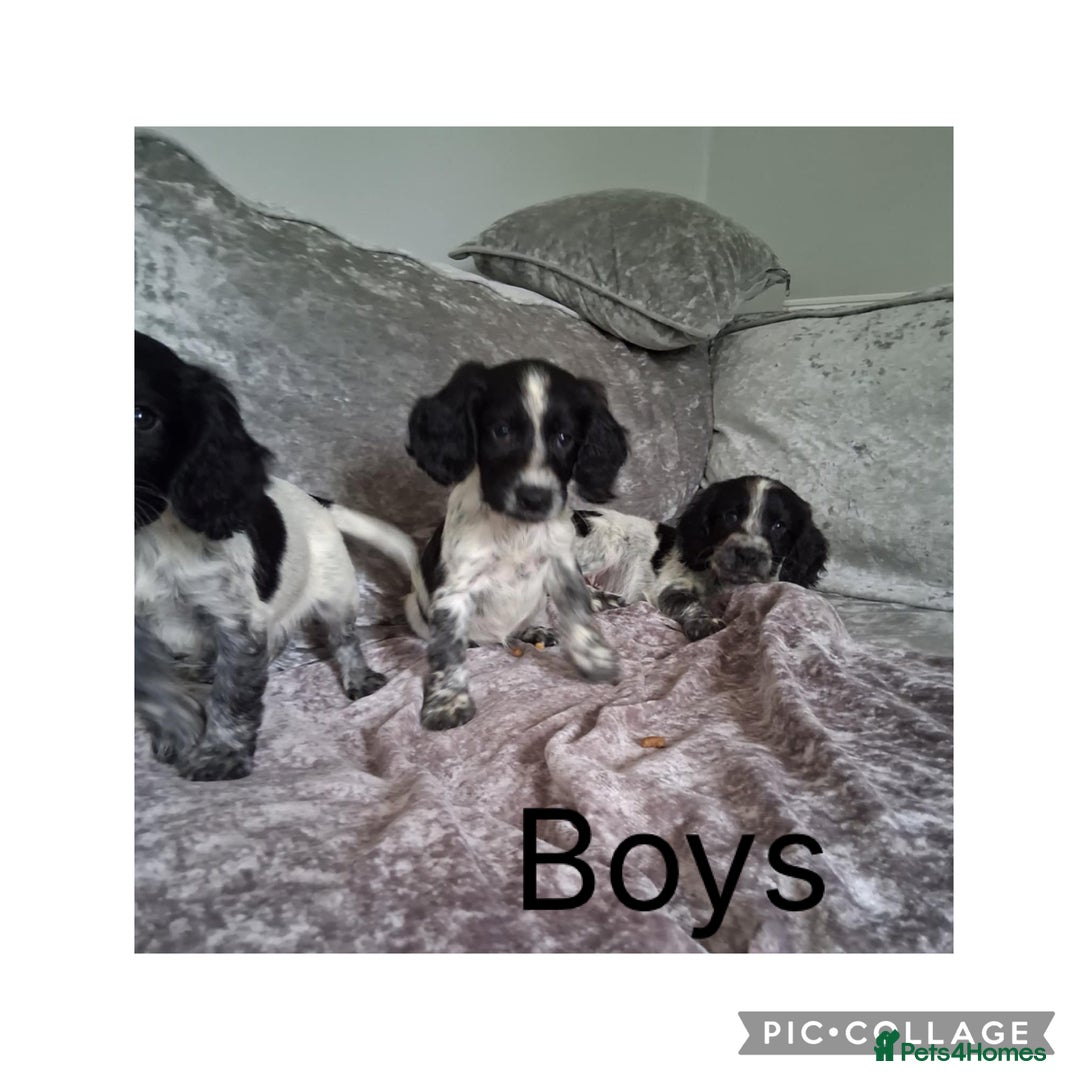 Cocker Spaniel dogs for sale: MERLE COCKER SPANIEL PUPPIES  - Image 2