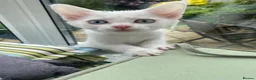Mixed Breed cats for sale: 3 gorgeous white kittens 12 weeks old - Advert 24