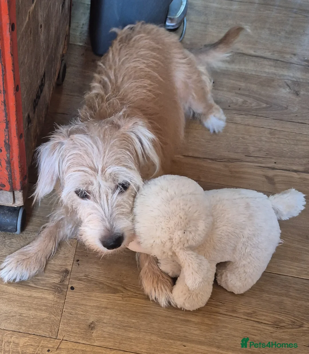 Patterjack dogs for sale: Patterjack - Advert 2