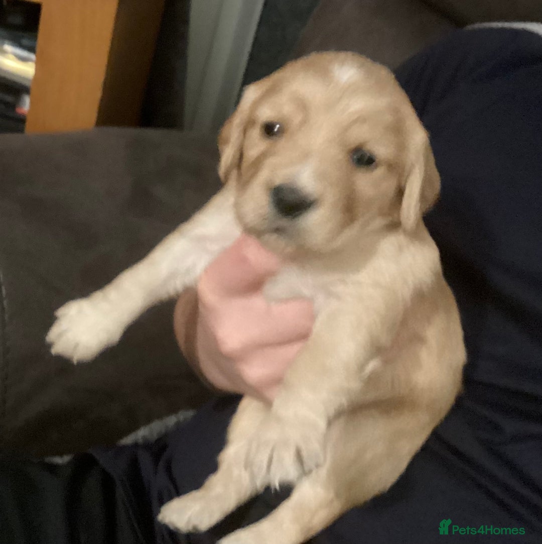 Cocker Spaniel dogs for sale: KC registered working cocker spaniel puppies  - Advert 15