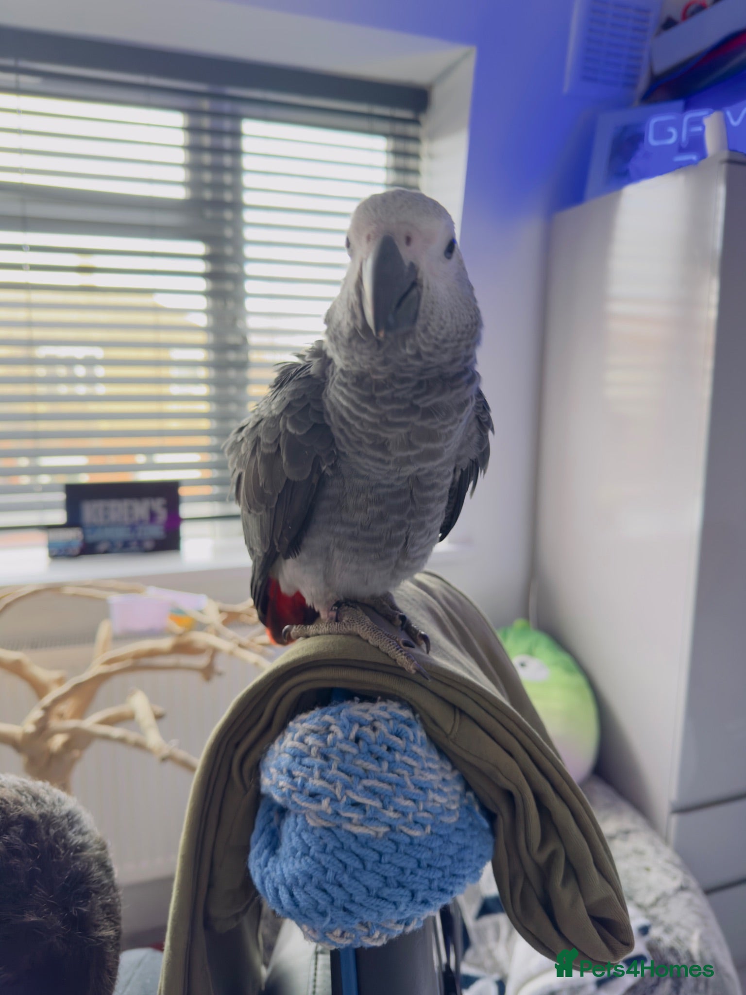 Parrots birds African grey parrot - Advert 1