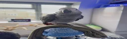 Parrots birds for sale: African grey parrot - Advert 1