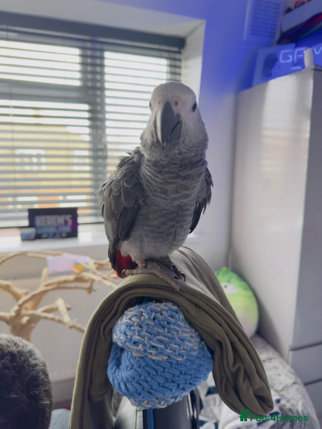 Parrots birds for sale: African grey parrot - Advert 1