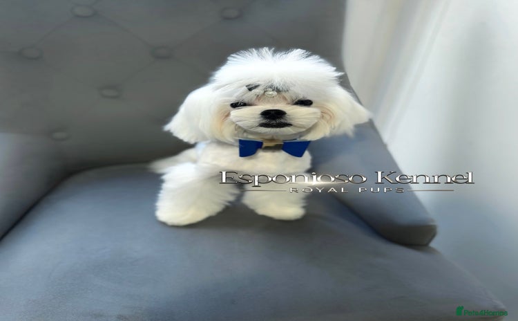 Maltese dogs - Advert 1