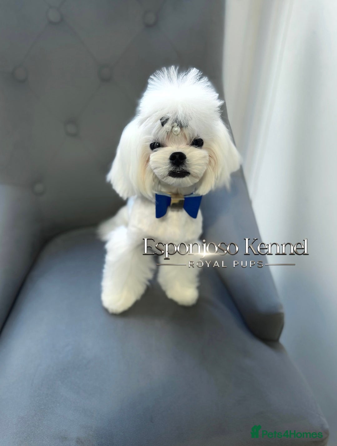 Maltese dogs for stud: ✨Exquisite KC Full Korean Maltese Stud DNA Clear ✨ - Image 3
