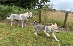 Saarloos Wolfdog dogs for sale: Rare Wolfdog Pups - Socialised & Highly Trainable - Image 30